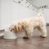 imageIRIS USA Cat Water Fountain 44oz  13L Kitty Spout Dog Fountain Water Bowl Silent and Replaceable Charcoal Filter WhiteBlueWhite