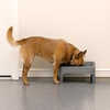 image:imageIRIS USA Elevated Dog Bowls Adjustable Stand Raised Feeding Station with Removable Double Food and Water Bowls Easy Clean Design Indoor Pet Feeding System for Small to Large Dogs GrayDog Feeding Station
