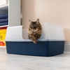 image:imageIRIS USA XXLarge Side Entry Cat Litter Box Navy  MultiCat Use Extended Length Design Extra Room Interior Jumbo Capacity Pan Comfortable Space Multiple Cat ReadyNavy